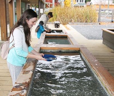Gold Panning at Britannia Mine