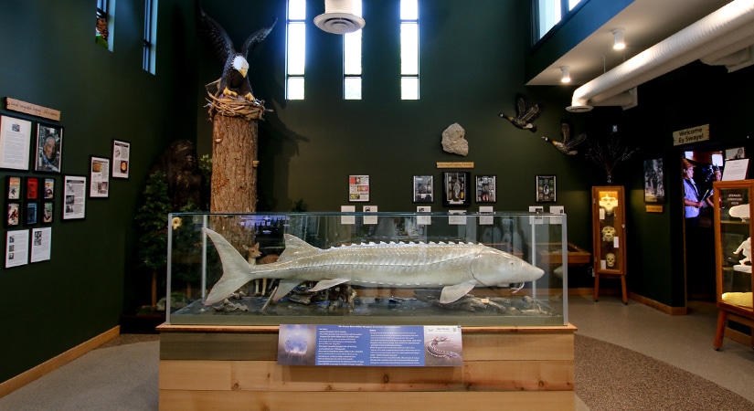 Harrison Springs Sasquatch Museum Exhibits